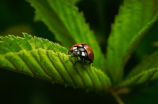 生物竞赛，挑战高手的舞台