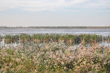 黄河湿地公园，探索黄河湿地公园