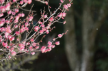 浪漫唯美！来看这里的花海图片